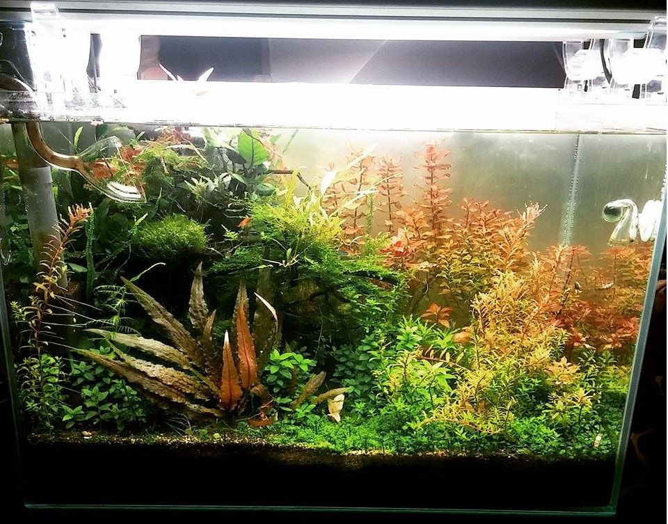 zabehnute-akvarium